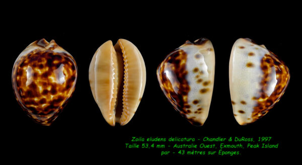 Zoila eludens delicatura 53,4 mm Gem-0