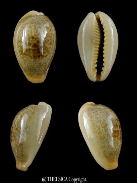 Erronea ovum erici 24,3 mm Gem-0