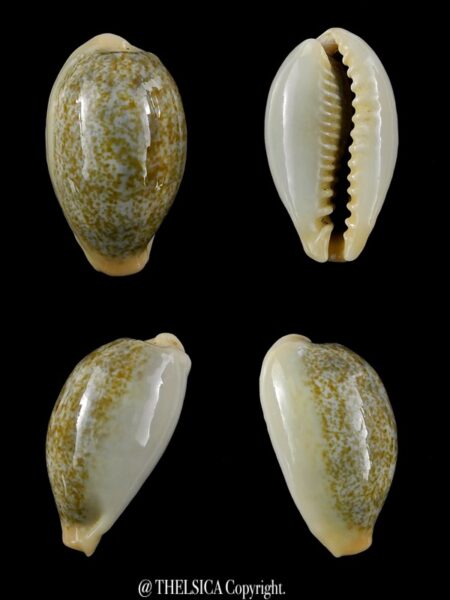 Erronea ovum erici 25,2 mm Gem-0