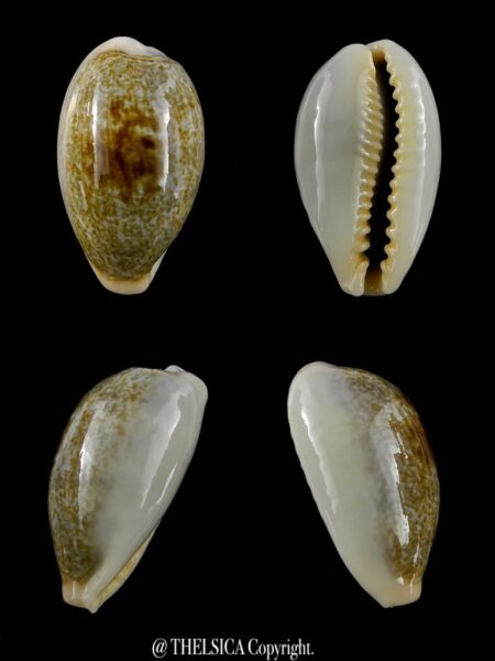 Erronea ovum erici 27,2 mm Gem-0