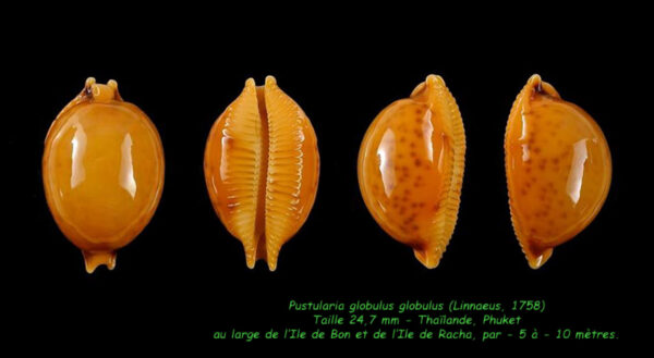 Pustularia globulus globulus 24,7 mm Gem-0