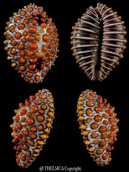 Jenneria pustulata 18,8 mm Gem-0