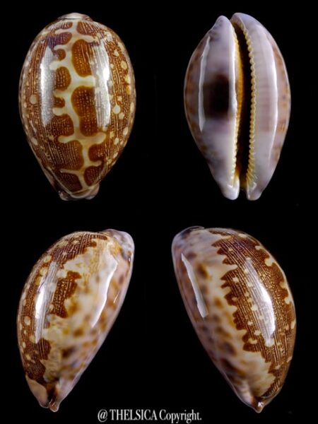 Leporicypraea mappa admirabilis 54,1 mm Gem-0