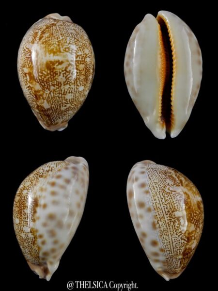 Leporicypraea mappa geographica ..DWARF FORM... 48,2 mm Gem-0