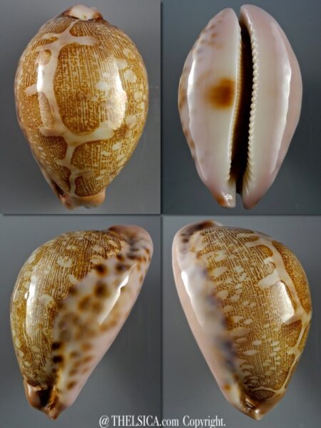 Leporicypraea viridis admirabilis 73 mm GEM-0