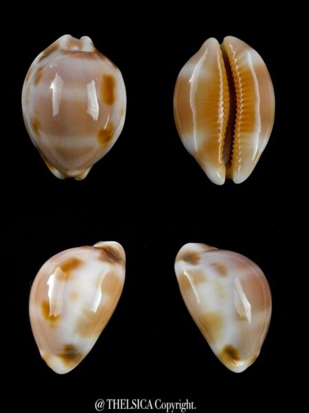 Luria tessellata " DWARF" 25,9 mm Gem-0