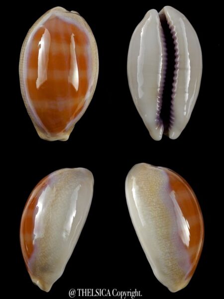 Lyncina carneola carneola 39 mm Gem-0