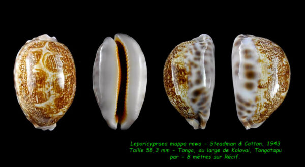 Leporicypraea mappa rewa 58,3 mm Gem-0