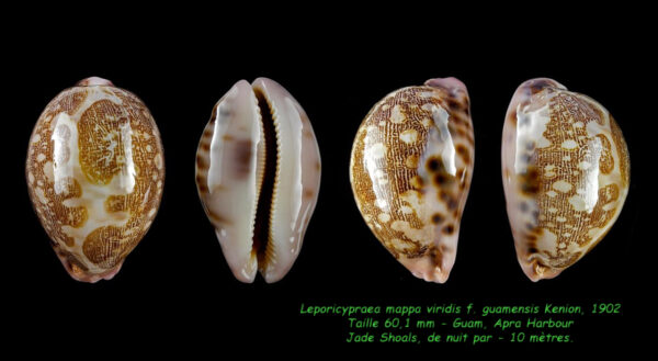 Leporicypraea mappa guamensis 60,1 mm Gem-0