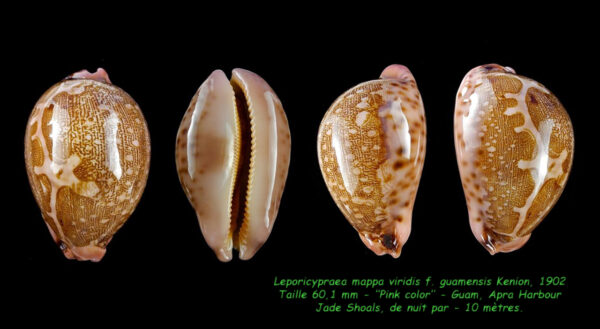 Leporicypraea mappa guamensis ... Pink colour.. 66,2 mm Gem-0