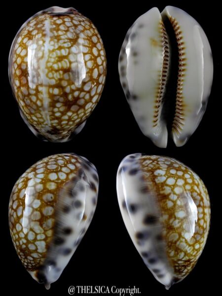 Mauritia histrio westralis 62,2 mm Gem-0