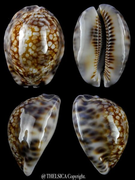 Mauritia maculifera scincta 56,1 mm Gem-0