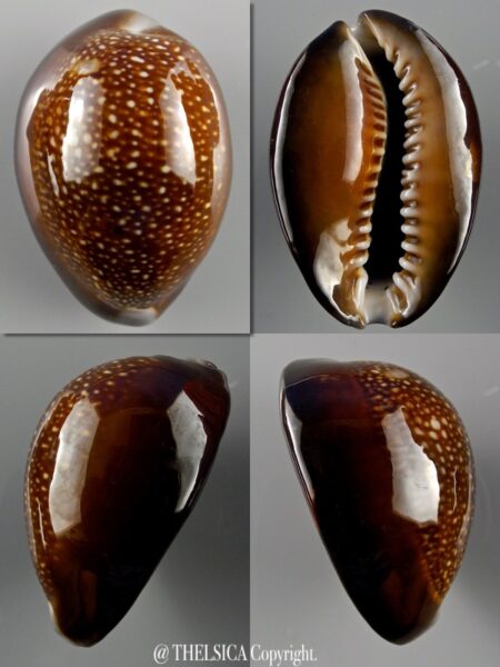 Monetaria caputdraconis 39,7 mm Gem-0