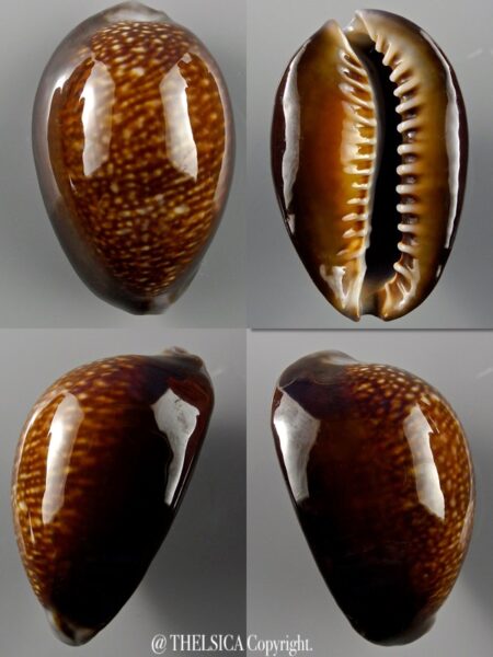 Monetaria caputdraconis 40 mm Gem-0