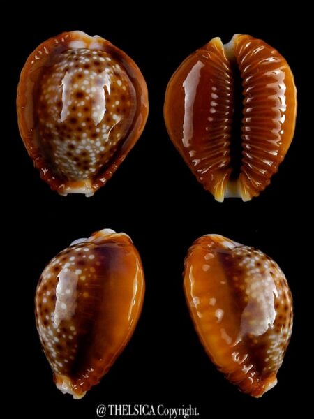 Naria bellatrix 19,7 mm Gem-0