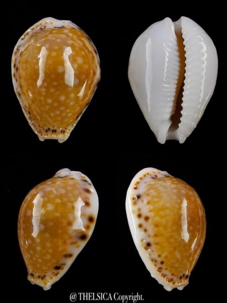 Naria cernica viridicolor 24,1 mm Gem-0