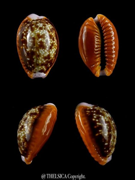 Naria helvola citrinicolor 19 mm Gem-0