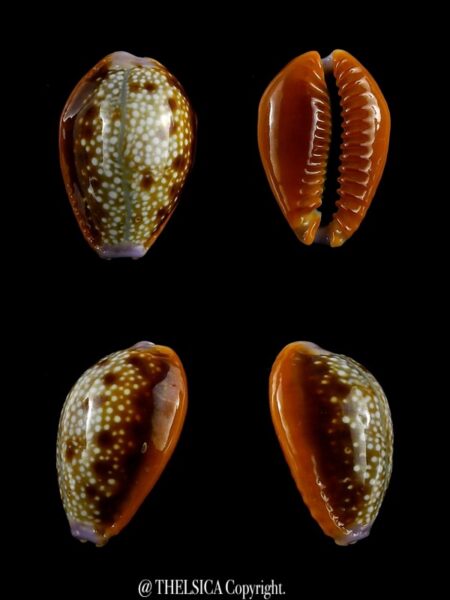 Naria helvola citrinicolor 20,3 mm Gem (-)-0
