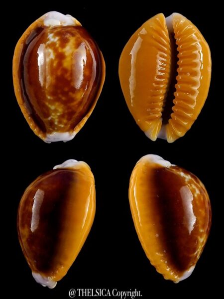 Naria helvolla argella 21,2 mm Gem-0
