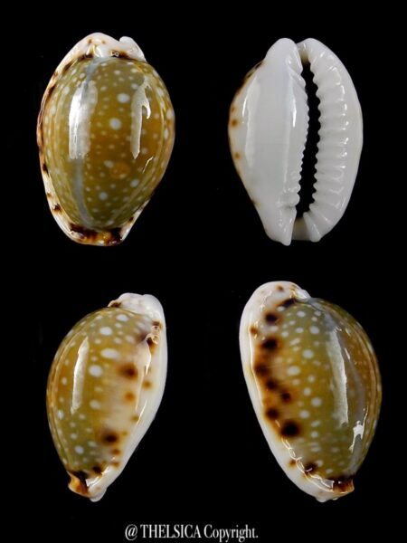 Naria labrolineata nashi 18,2 mm Gem-0