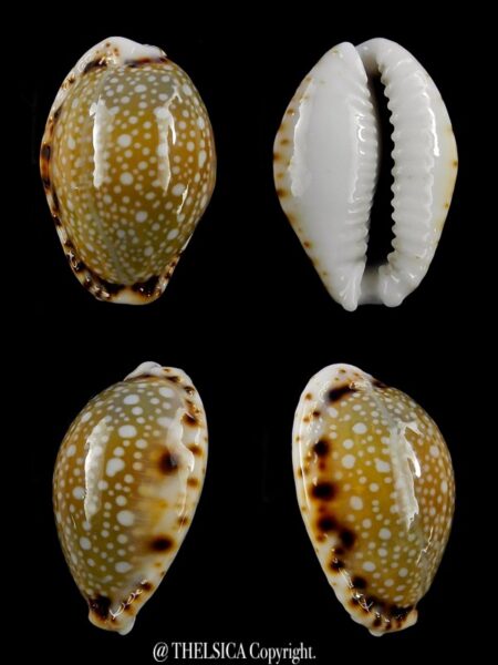 Naria labrolineata nashi 20,9 mm Gem-0