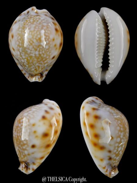Naria lamarcki redimita phuketensis 31,4 mm Gem-0