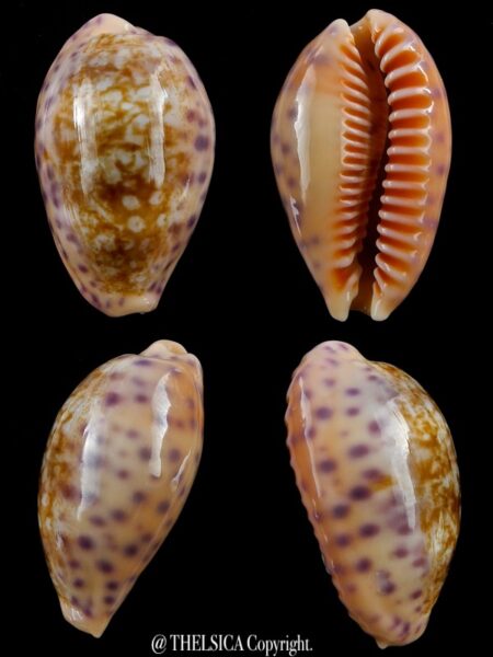 Ovatipsa chinensis amiges whitworthi 33,4 mm Gem-0