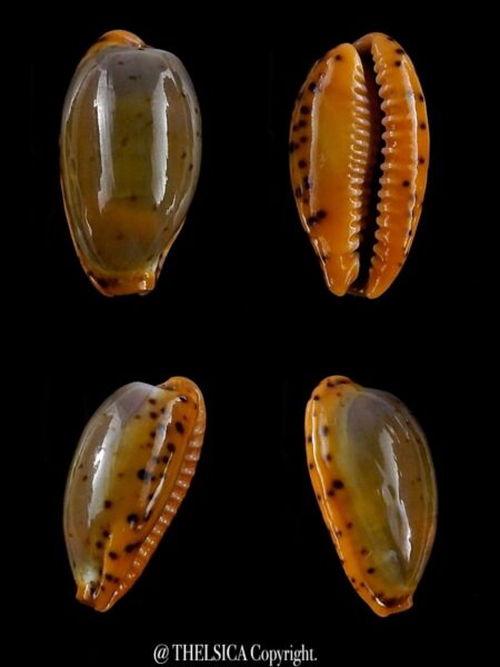 Cypraea lutea lutea 17,7 mm F+++/Gem-0