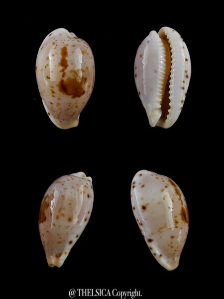 Palmadusta saulae nugata crakei 21,9 mm Gem-0