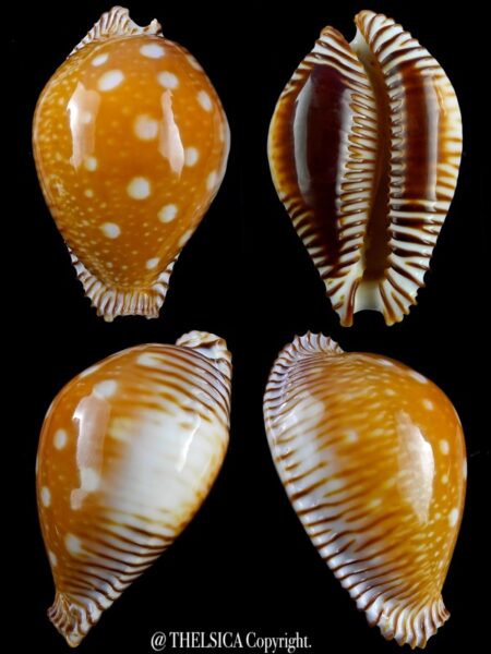 Perisserosa guttata guttata 61 mm Gem-0
