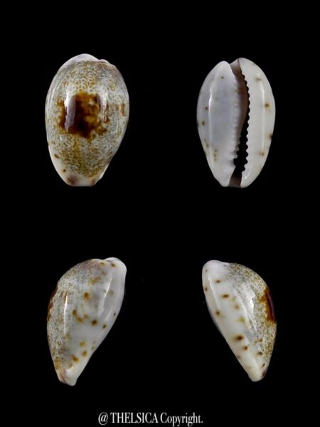 Purpuradusta gracilis macula hilda 15,3 mm Gem-0