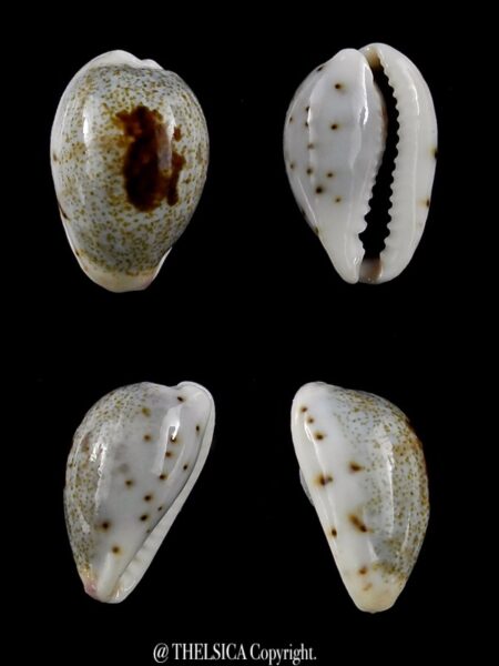 Purpuradusta gracilis macula hilda 15,6 mm Gem-0