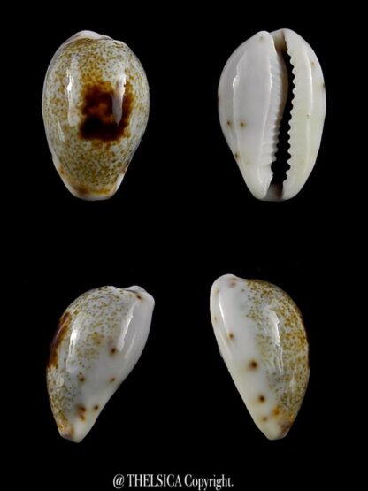 Purpuradusta gracilis macula hilda 15,9 mm Gem-0