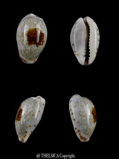 Purpuradusta gracilis macula hilda 16,9 mm Gem-0