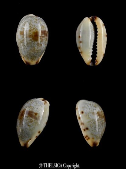 Purpuradusta gracilis macula hilda 18 mm Gem-0