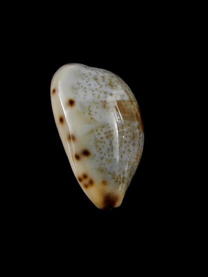 Purpuradusta gracilis macula hilda 18 mm Gem-20423