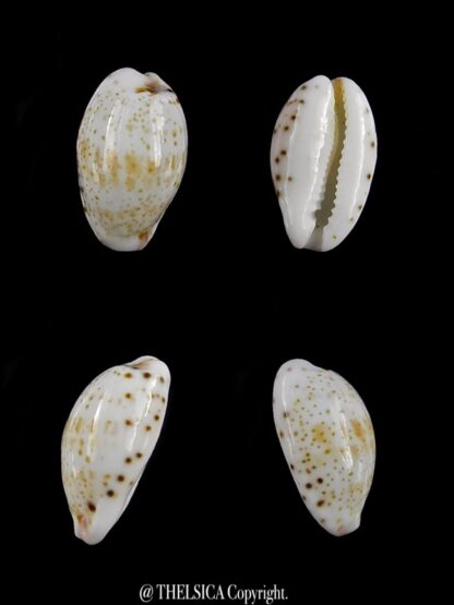 Purpuradusta hammondae dampierensis 12,6 mm Gem-0