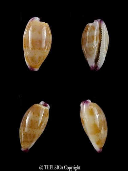 Purpuradusta microdon chrysalis 10,8 mm gem-0
