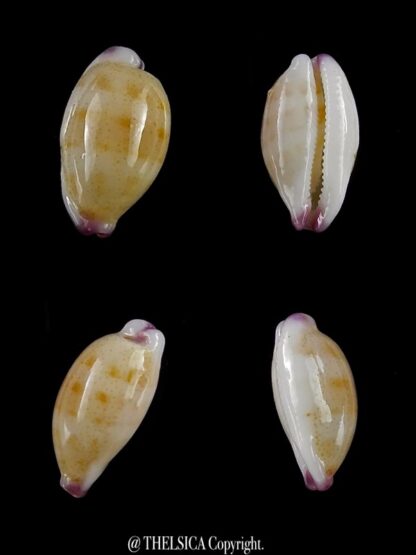 Purpuradusta microdon chrysalis 11,4 mm gem-0