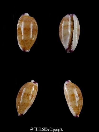 Purpuradusta microdon chrysalis 11,91 mm gem-0