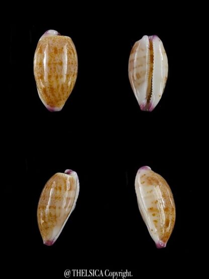 Purpuradusta microdon chrysalis 11,9 mm gem-0