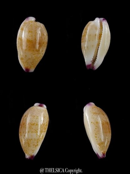 Purpuradusta microdon chrysalis 11 mm gem-0