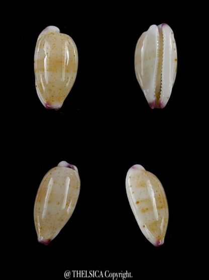 Purpuradusta microdon chrysalis 12,1 mm gem-0