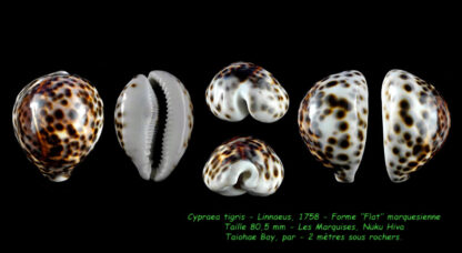 Cypraea tigris ... flat Marquesan forme... 80,5 mm X 45 mm F+++/Gem-0
