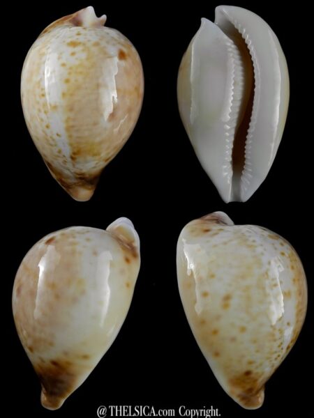 Umbilia armeniaca andreyi 72,9 mm Gem (-)-0