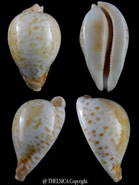 Umbilia hesitata hesitata 99.8 mm Gem-0