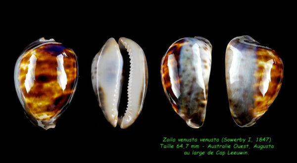 Zoila venusta venusta 64,7 mm Gem-0
