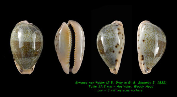 Erronea xanthodon " Giant " 37,8 mm Gem-0