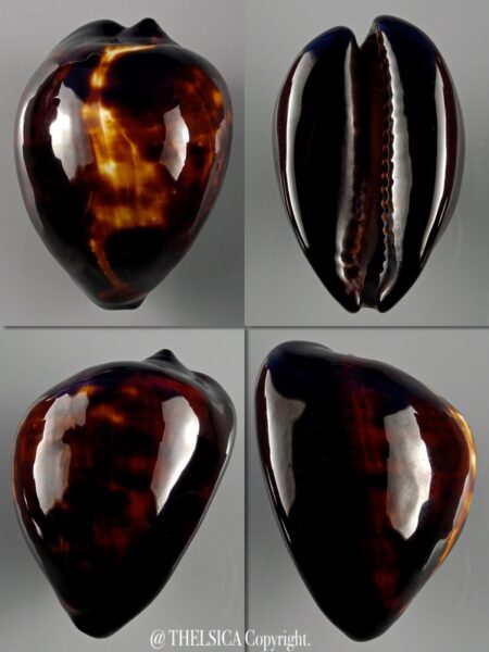 Zoila decipiens decipiens 44,9 mm Gem-0