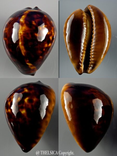 Zoila decipiens decipiens 47,8 mm Gem-0